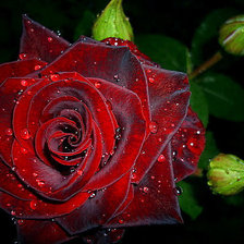 Схема вышивки «№1607686»