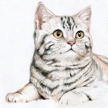 Схема вышивки «Кот»