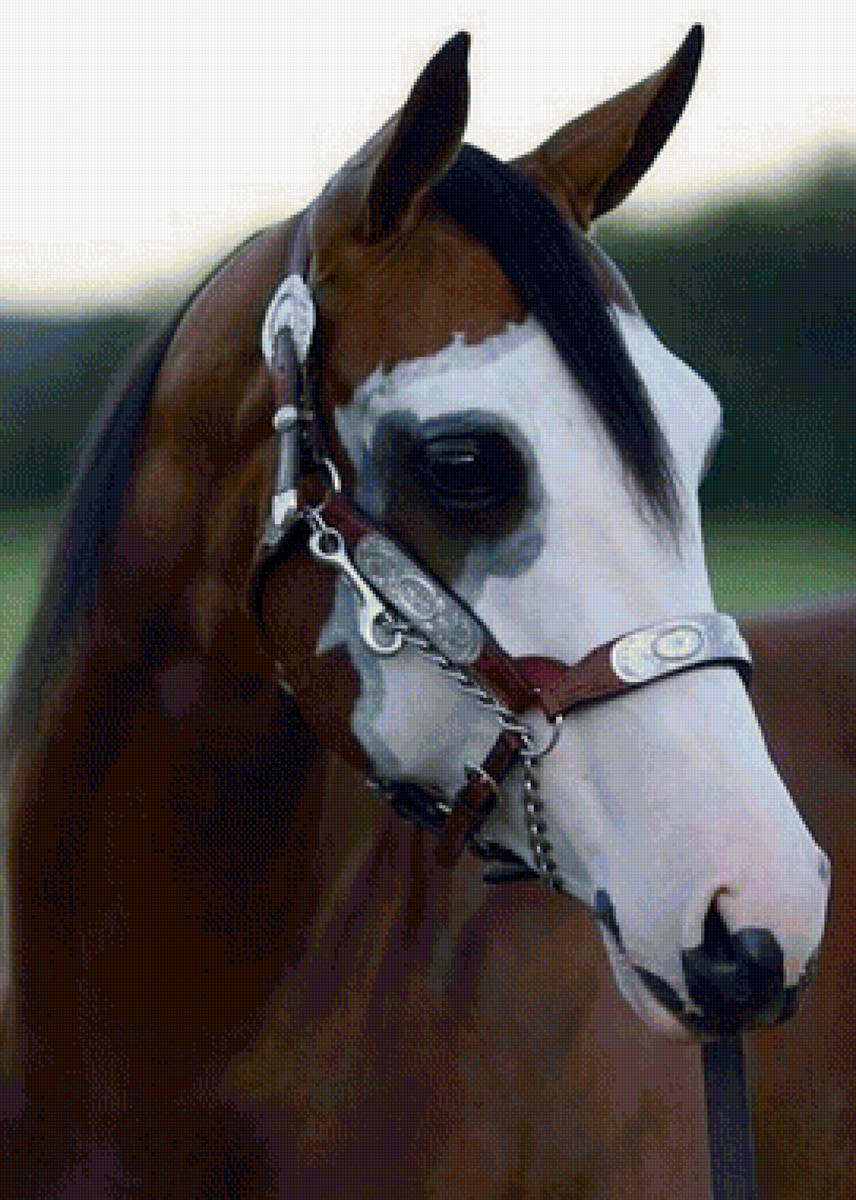 Конь - лошади, животные - предпросмотр