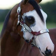 Схема вышивки «Конь»