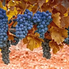 Схема вышивки «№1607935»