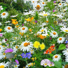 Схема вышивки «лето»