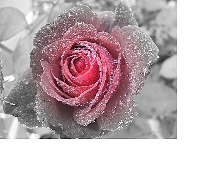 №1608346 - оригинал