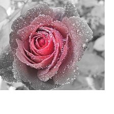 Схема вышивки «№1608346»