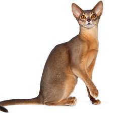 Схема вышивки «Абиссинская кошка»