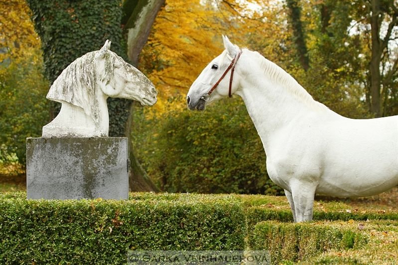Кладрубер - конь, лошадь, осень - оригинал