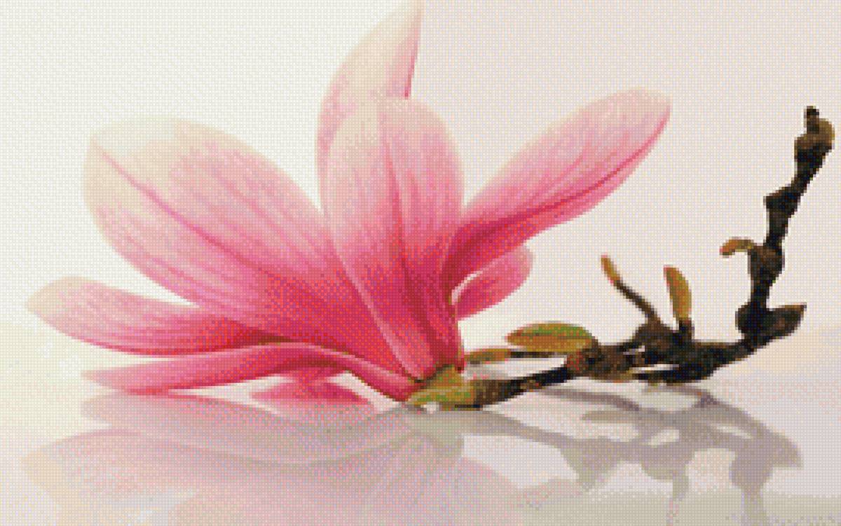 магнолия - ветка, цветок, магнолия - предпросмотр