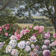 Схема вышивки «Пионы»