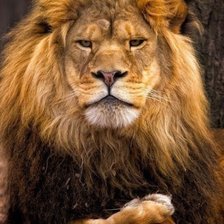 Схема вышивки «лев»