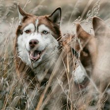 Схема вышивки «Хаски»