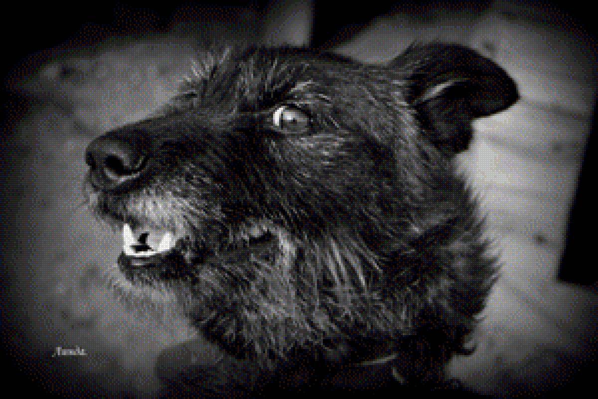 Линда. - новый год., собака. щенок. символ года - предпросмотр