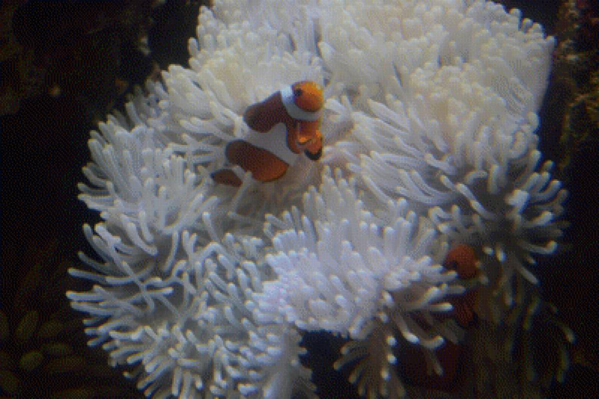 Рыба клоун. - капитан немо, рыба, водоросли, клоун - предпросмотр