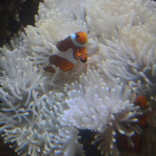 Схема вышивки «Рыба клоун.»