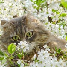 Схема вышивки «прикольный кот»