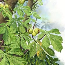 Схема вышивки «№1611078»