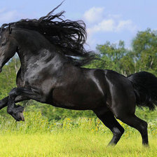 Cavalo Lusitano