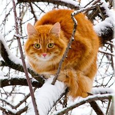 Схема вышивки «Рыжий кот»