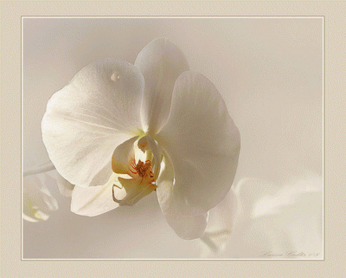 ОРХИДЕЯ - орхидея. luiza-gelts - предпросмотр