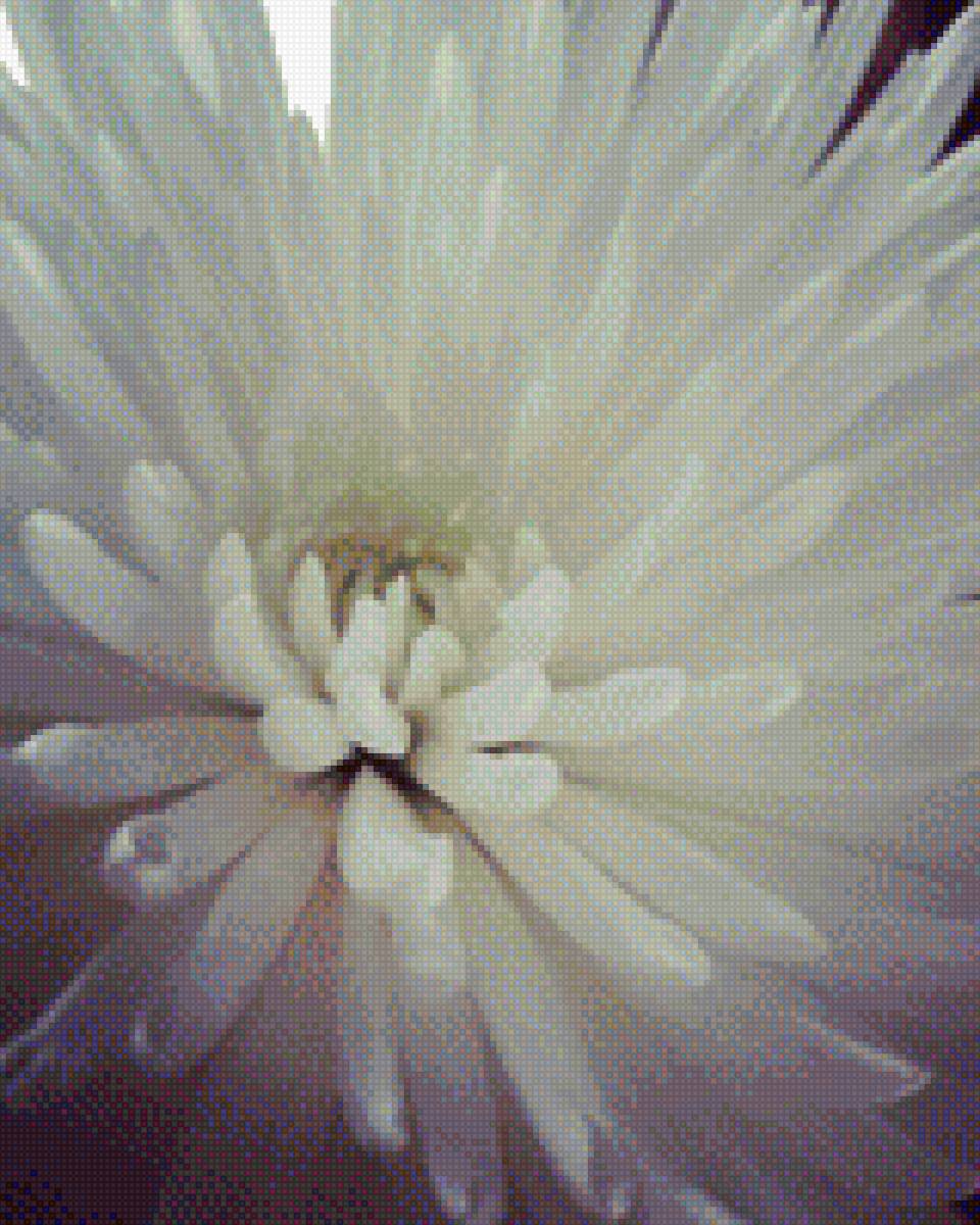 Хризантема - цветы, хризантема, белый - предпросмотр