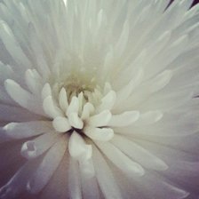 Схема вышивки «Хризантема»