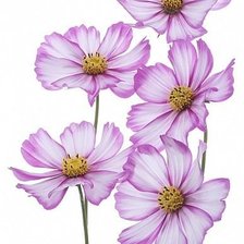 Схема вышивки «камея»