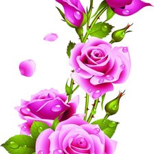 розовые розы