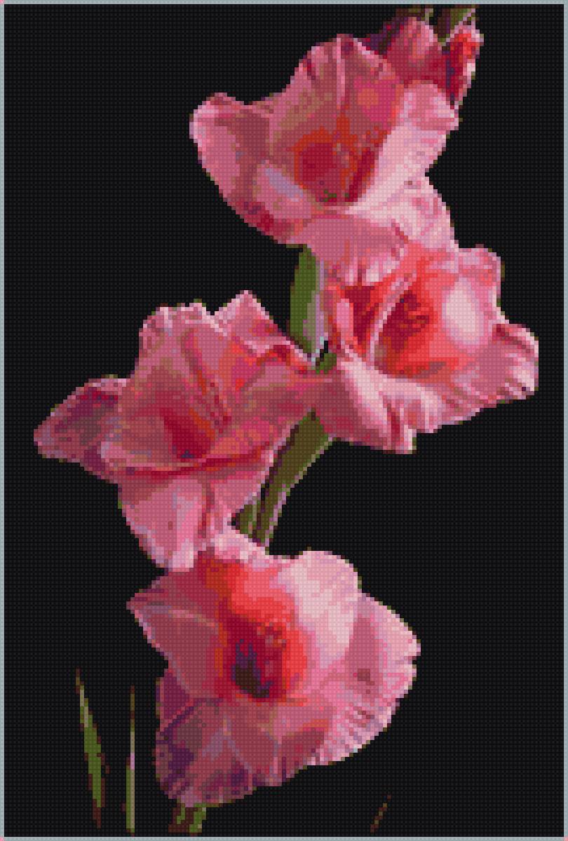 гладиолус - предпросмотр