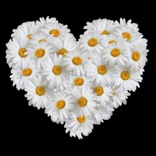 сердечные ромашки