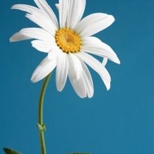 Схема вышивки «ромашка»