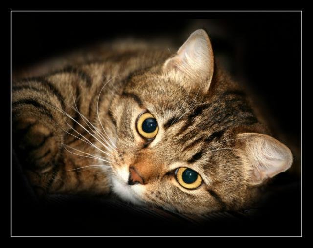 любимец - кошка, кот - оригинал