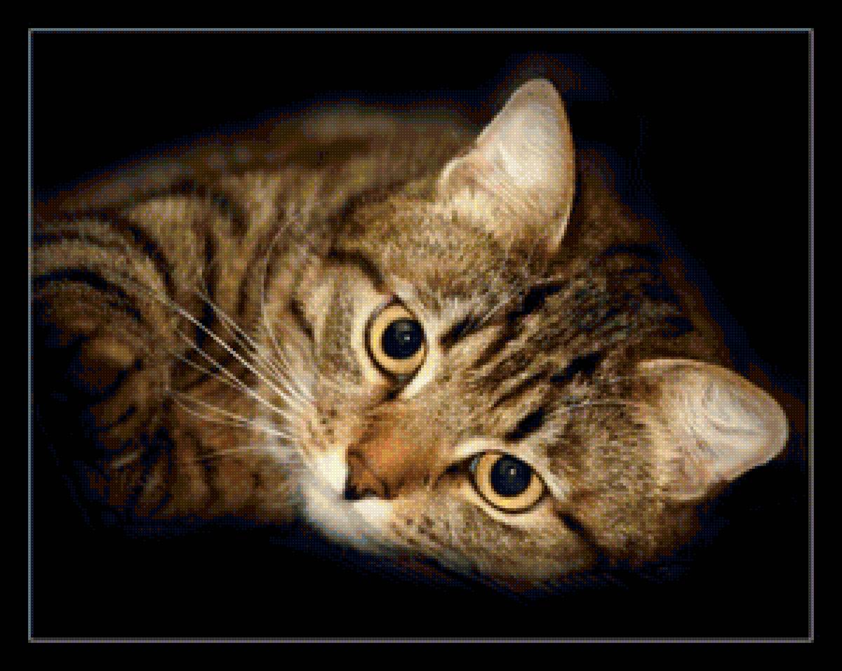 любимец - кошка, кот - предпросмотр