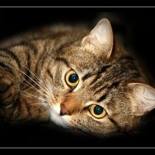 Схема вышивки «любимец»