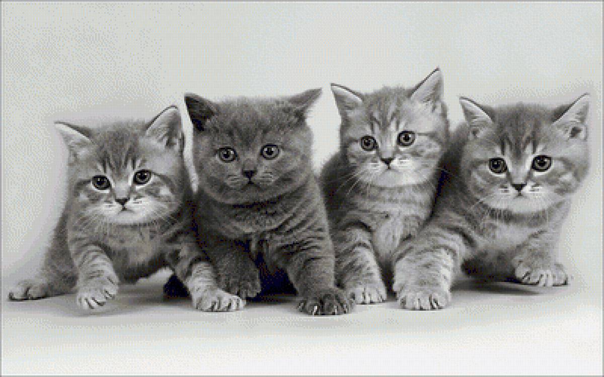 №1613026 - предпросмотр