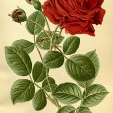 Схема вышивки «№1613027»