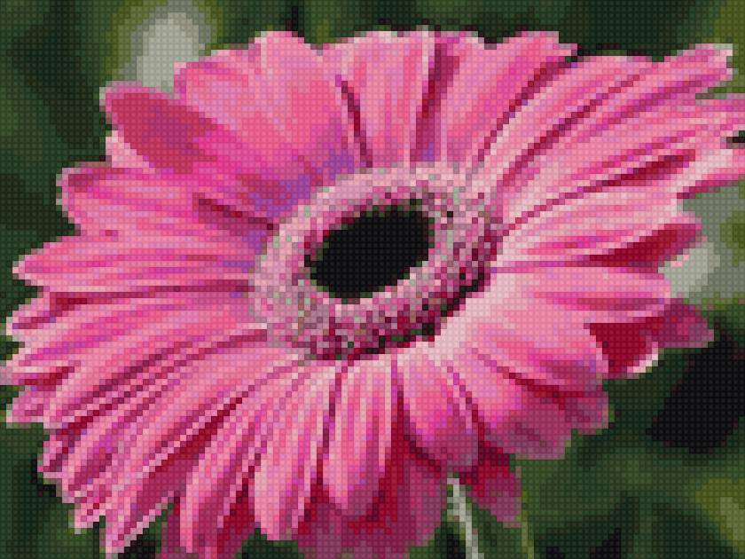 розовая гербера - предпросмотр