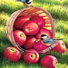 Красные яблоки