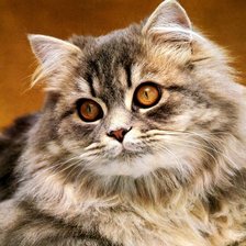 Схема вышивки «красавчик»