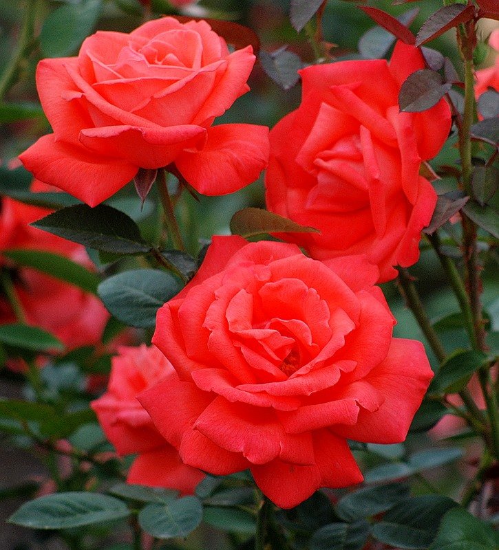 Алые розы - розы, цветы - оригинал