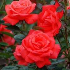 Схема вышивки «Алые розы»