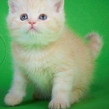 Схема вышивки «Мурзик»