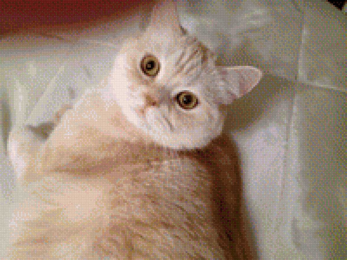 Мурзик в розах - котик, розы - предпросмотр