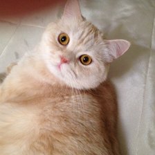 Мурзик в розах