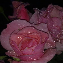 Схема вышивки «свая роза»