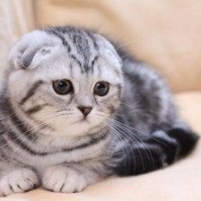 Схема вышивки «котенок»