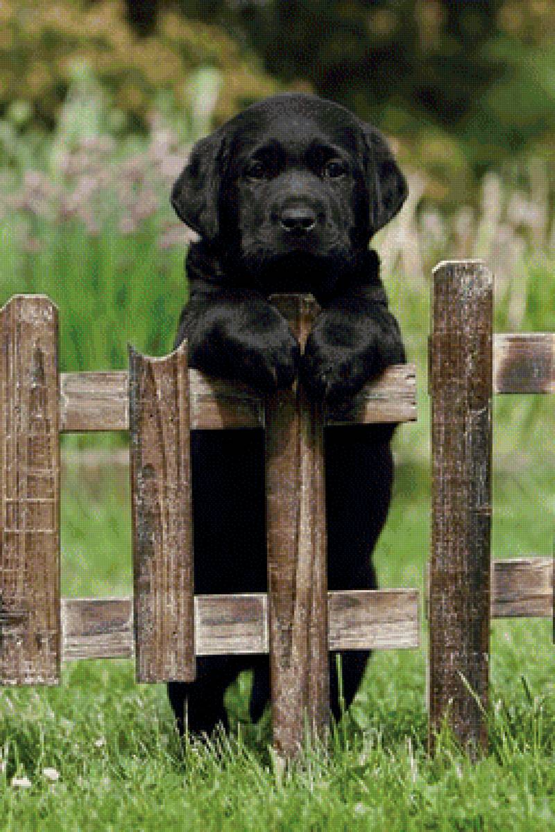 Пес за забором - предпросмотр