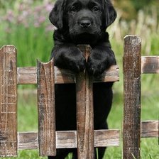 Схема вышивки «Пес за забором»