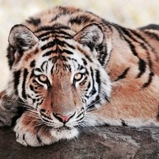 Схема вышивки «тигр»