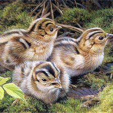 Схема вышивки «Птенцы»