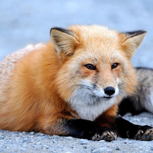 Схема вышивки «лиса»