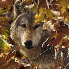 Схема вышивки «Волк»